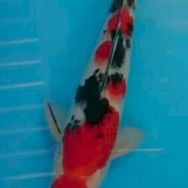 Ngurangi populasi sanke 25cm