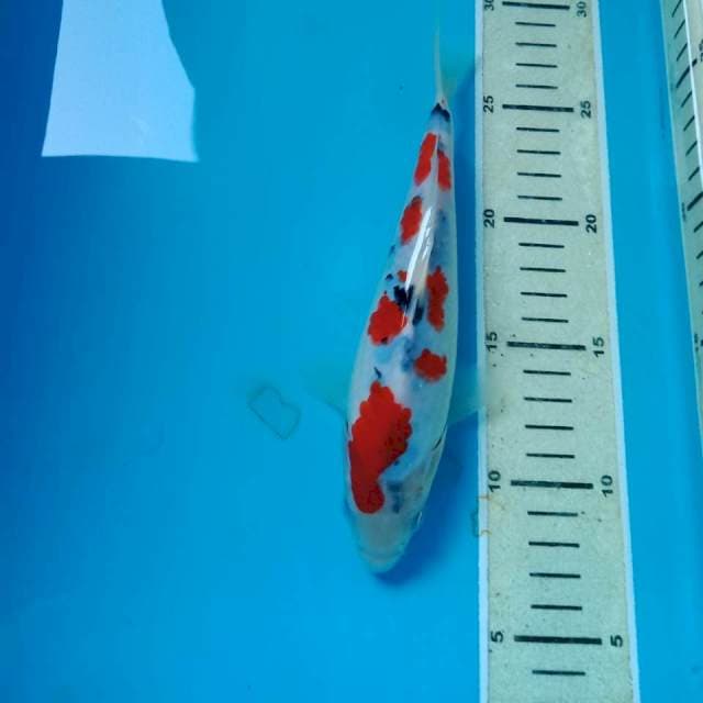 Sanke Tategoi 20 cm