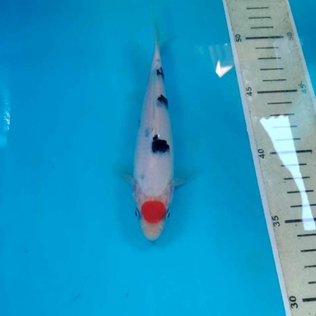 ORG Tancho Sanke 17 cm
