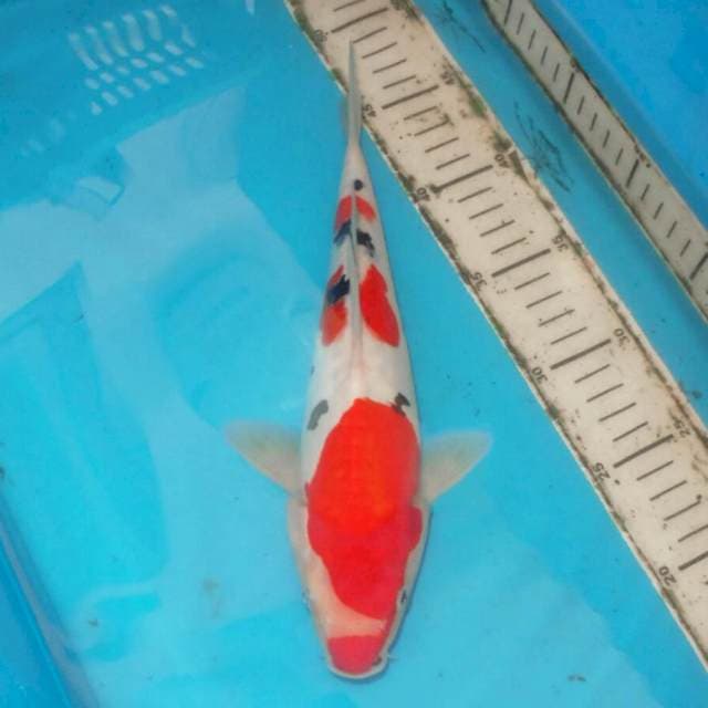 SANKE TSUBOSUMI