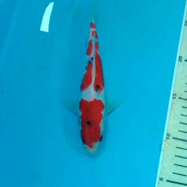 Sanke Tategoi 19 cm