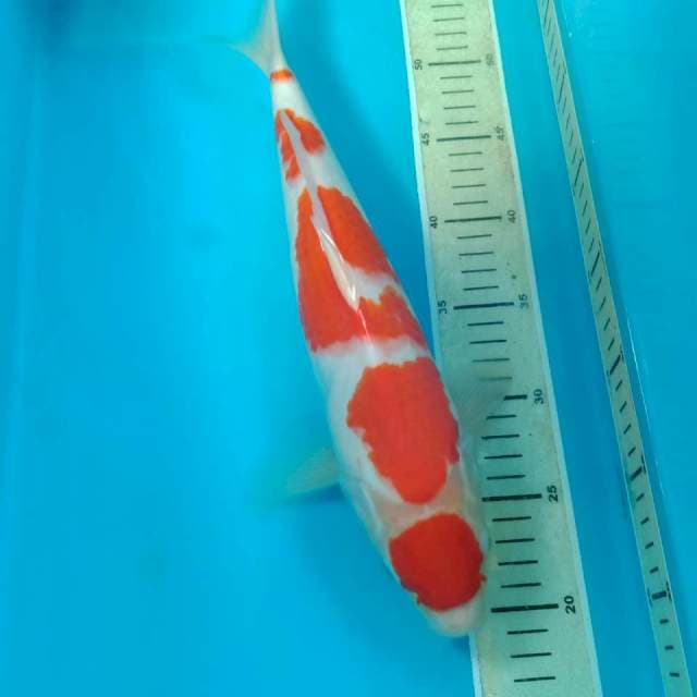 Kohaku 36 cm