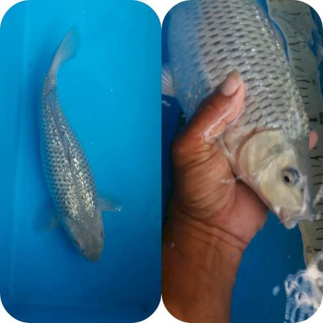 caghoi saraghoi ful ginrin body god