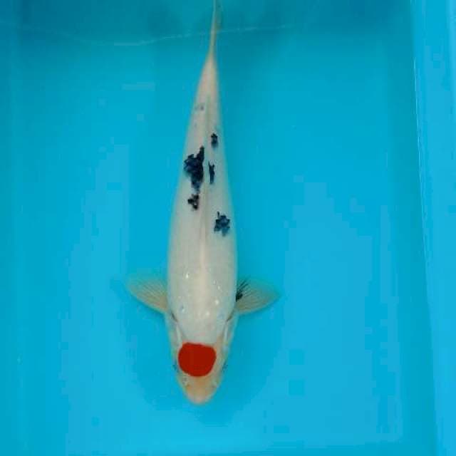 TANCHO SANKE 34 CM