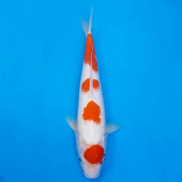 Maruten kohaku