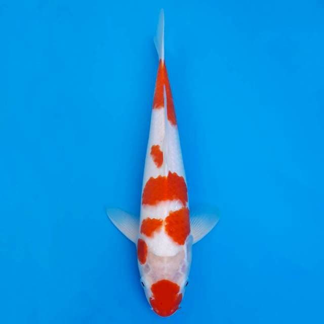 Kucibeni kohaku