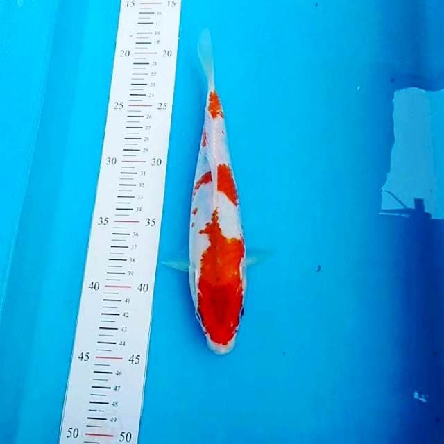 Kohaku