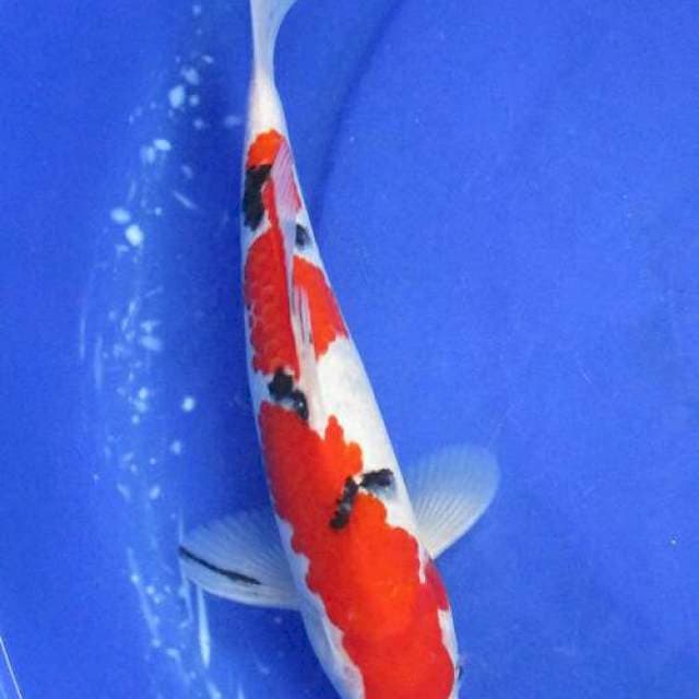 Sanke HQ male±32cm