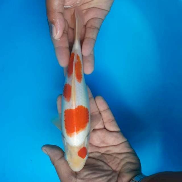 Minimalis