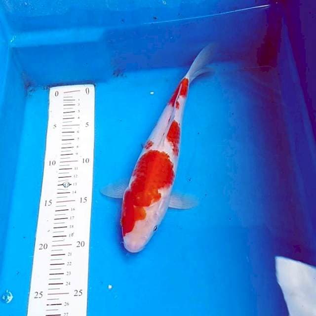 Kohaku