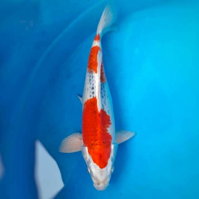 Goshiki merah 32cm
