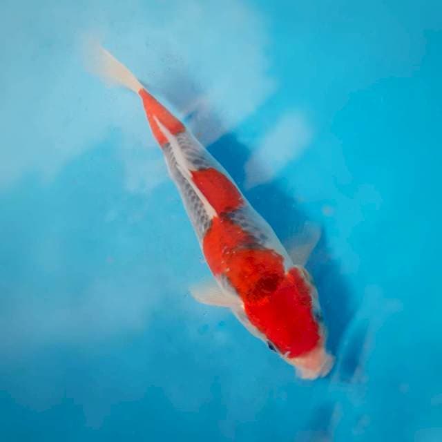 Goshiki istimewa 26cm