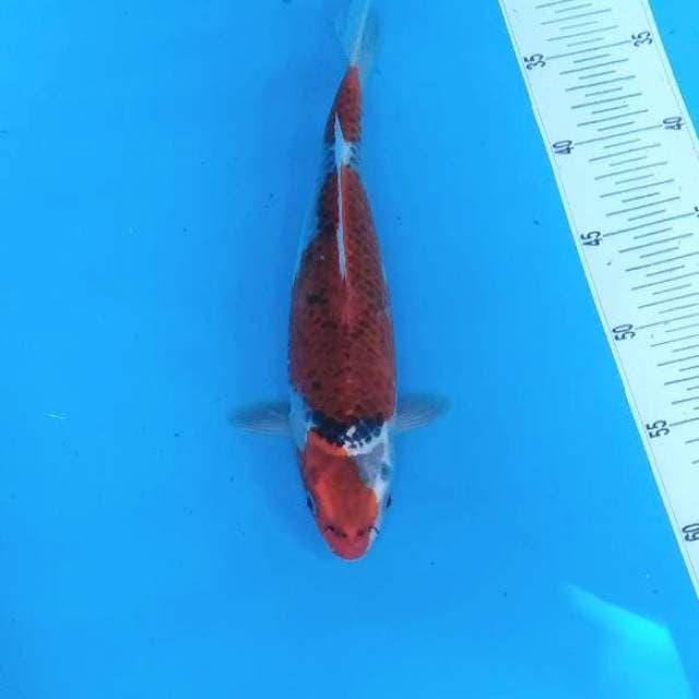 BKS ( GHOSIKI 28 CM )
