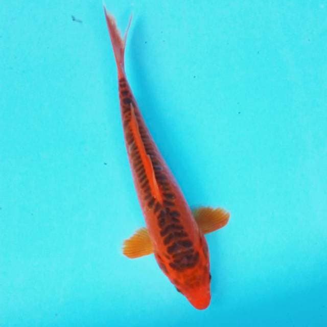 8. HI SHUSUI #27CM
