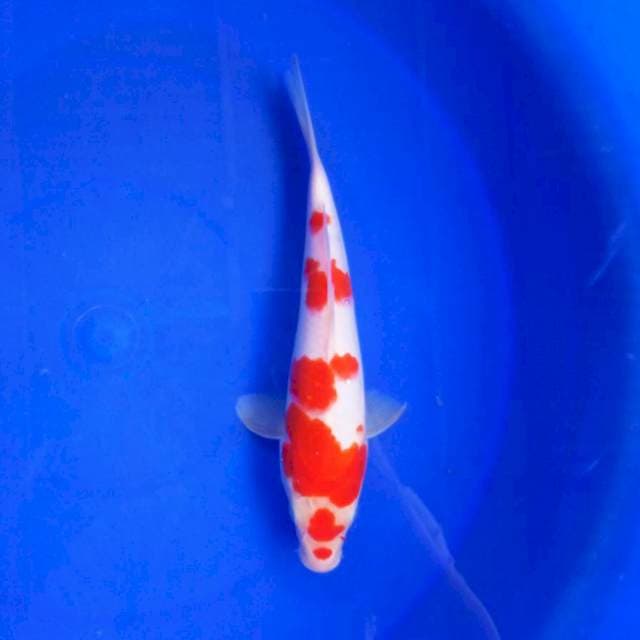 9. MARUTEN KOHAKU #28CM