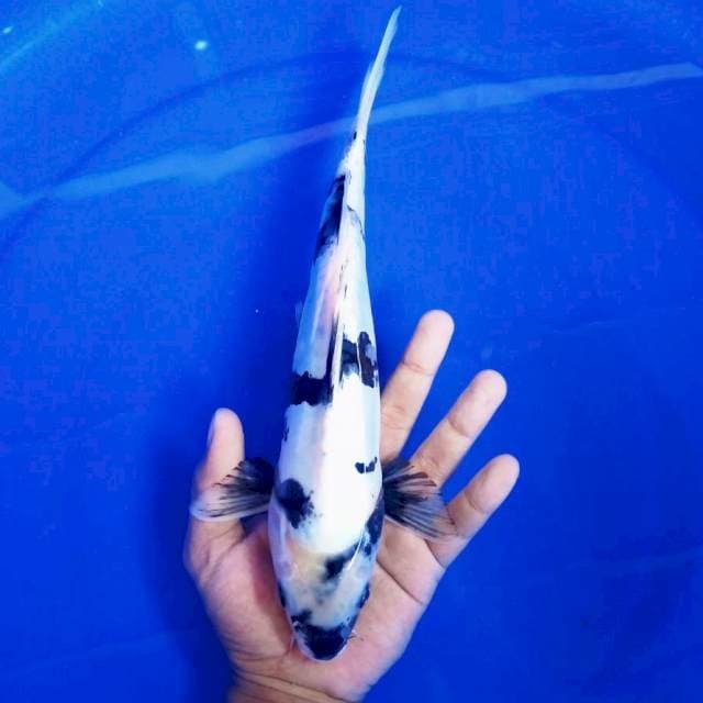 10. SHIRO DOITSU #28CM