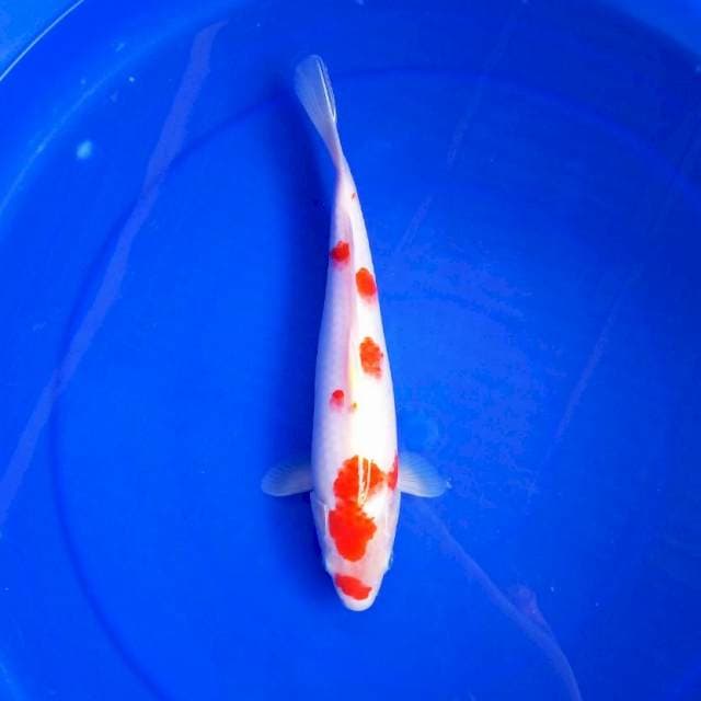 12. KOHAKU X #30CM