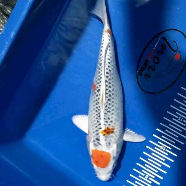 Tancho ghosiki 26 cm