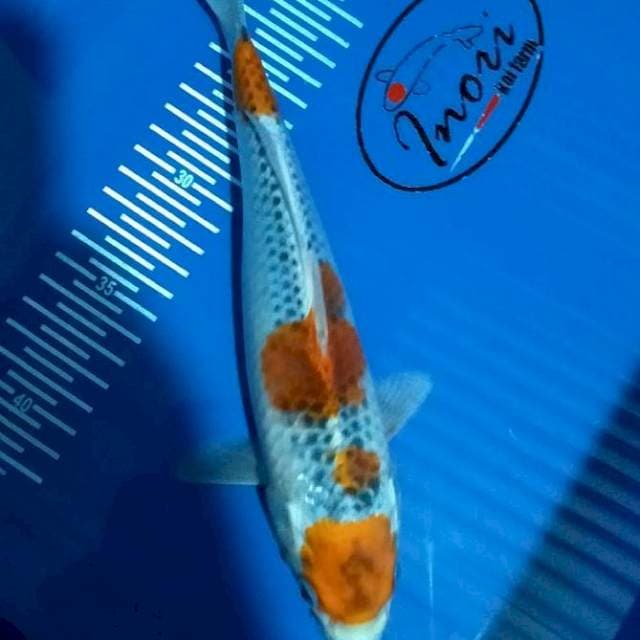 Maruten ghosiki 27 cm