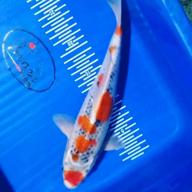 Maruten ghosiki 26 cm