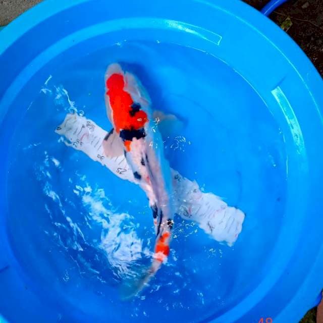 48 cm