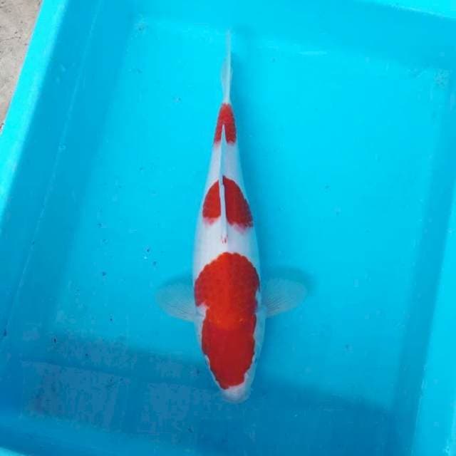 NJK - SANDAN KOHAKU