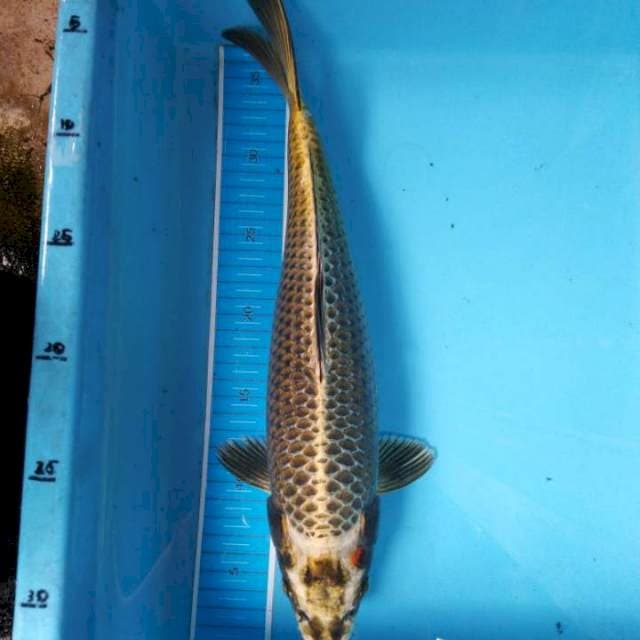 Kawarimono antik