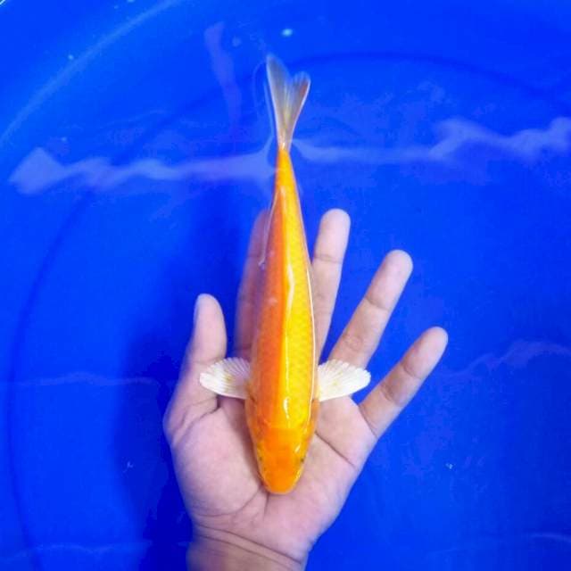 VIII. Karashi 20cm