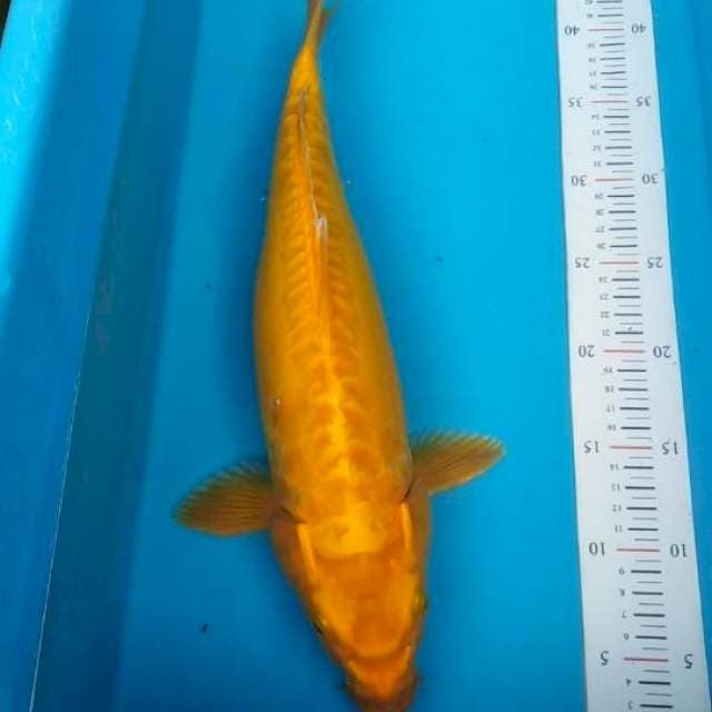 Jumbo Yamabuki ogon bagus 40cm