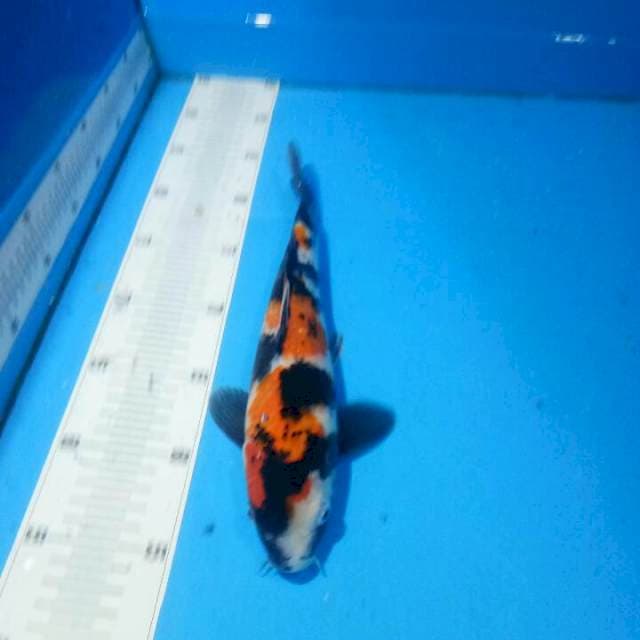 TYK Showa 28cm