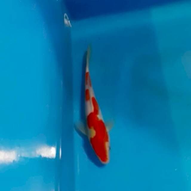 kohaku inazuma kurus obral aja