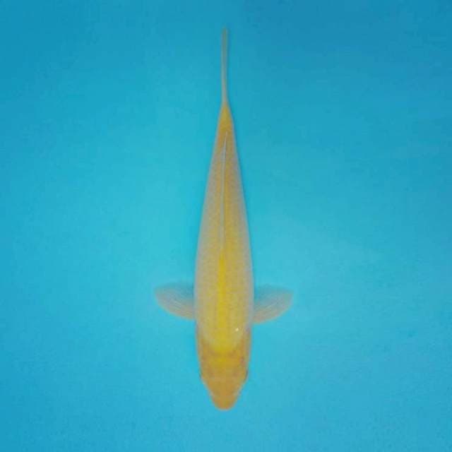 ATAKA 13 - MIDORI ®