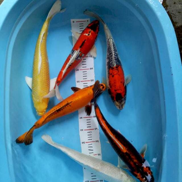Mix Koi 40cm-47cm