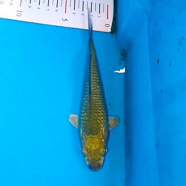 Midorigoi punuk