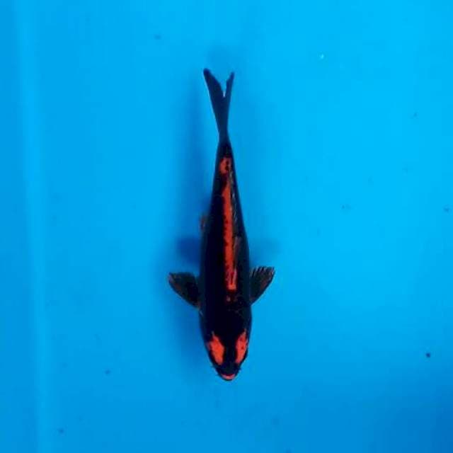 Kabuto