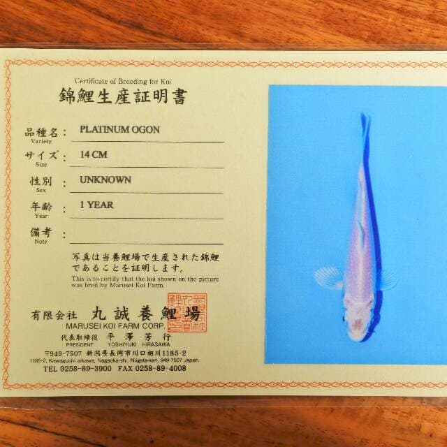 Platinum Ogon (Marusei) 14 cm. Import dan sertifikat