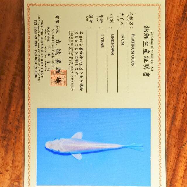 Platinum Ogon (Marusei) 16 cm. Import dan sertifikat