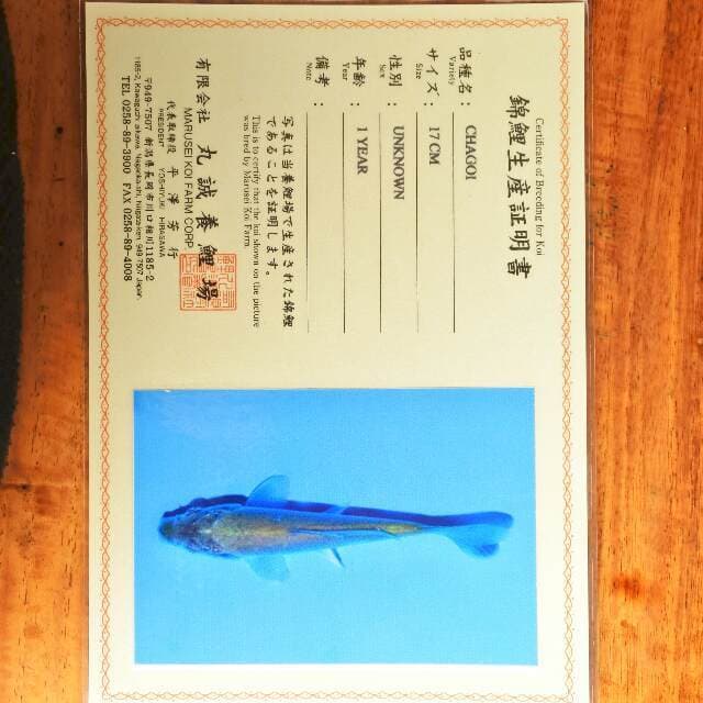Chagoi (Marusei) 17 cm. Import dan sertikat