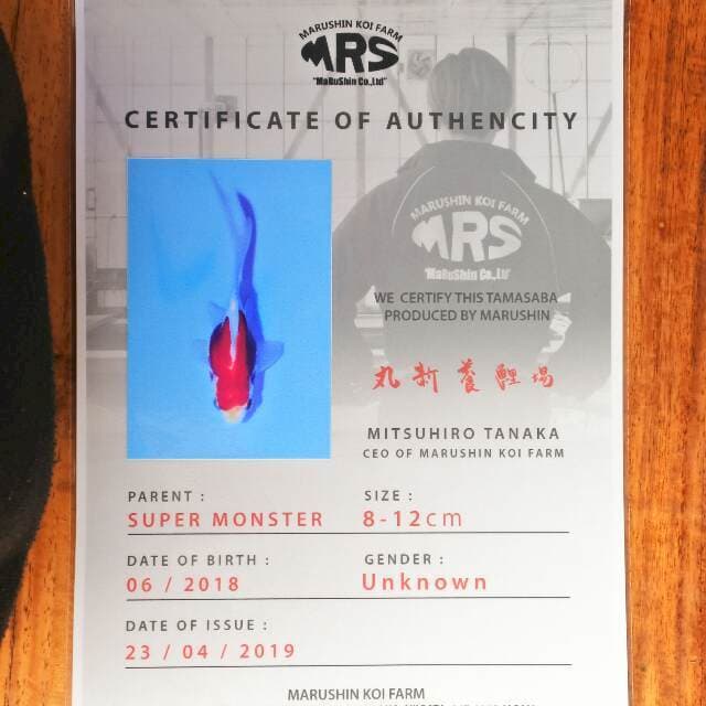 Tamasaba (Marushin) 10 cm. Import dan sertifikat