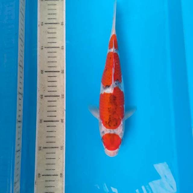 MARUTEN GOSHIKI