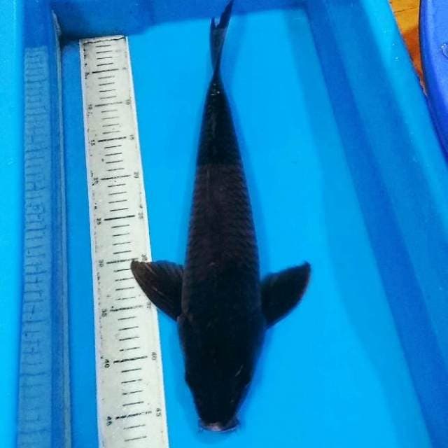 50cm Black soragoi pelengkap kolam