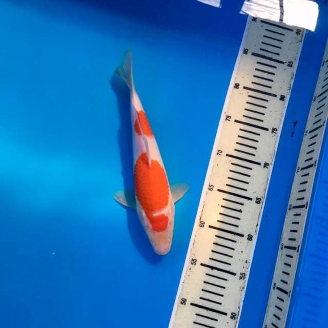 Maruten Kohaku Hot
