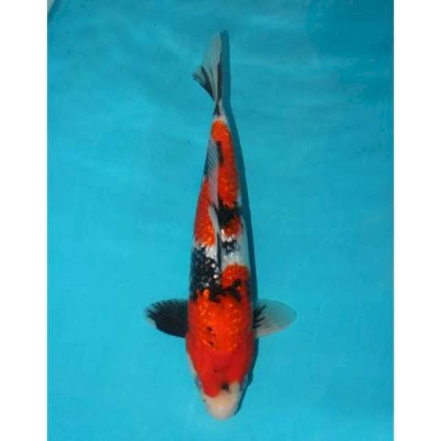 Showa Ginrin 29 cm
