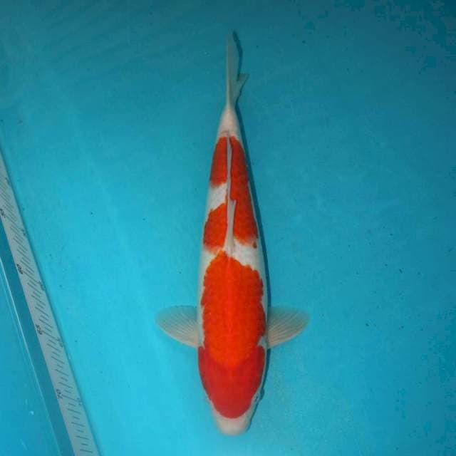Kohaku 32 cm