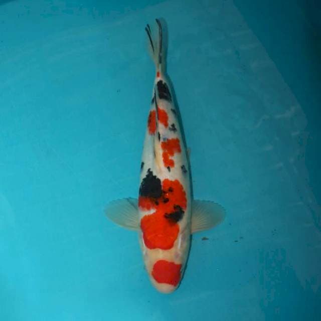 Sanke 29 cm