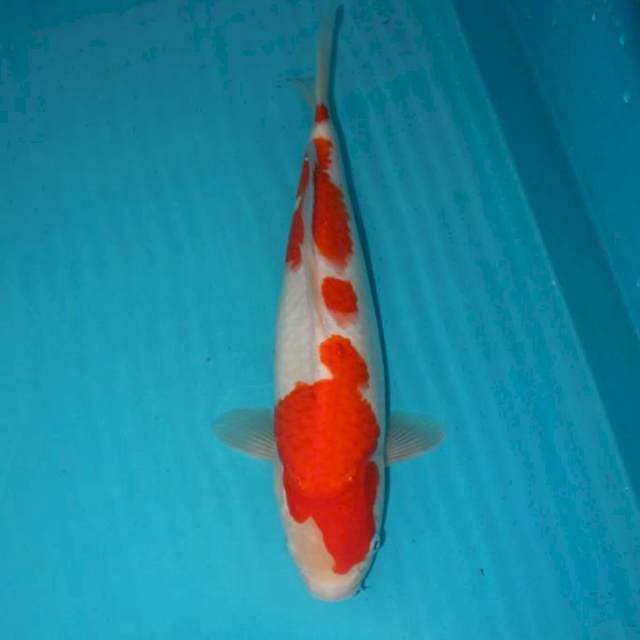 Kohaku 33 cm