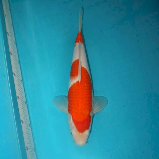 Kohaku 30 cm
