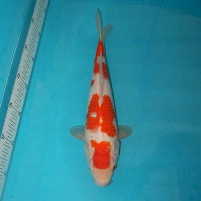 Kohaku 30 cm