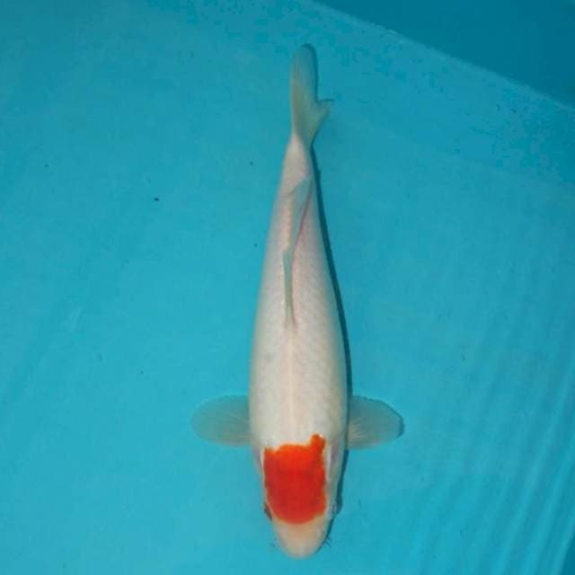 Tancho 26 cm