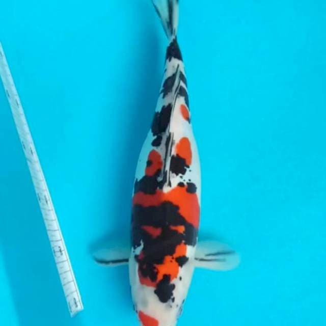 Doitsu Sanke Aragoke 33cm